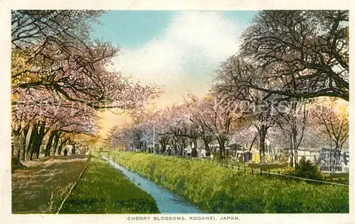 AK / Ansichtskarte Koganei Cherry Blossoms 