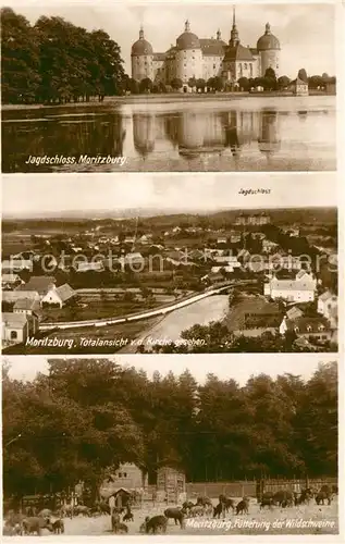 Moritzburg_Sachsen Wildschwein Fuetterung Jagdschloss Panorama Moritzburg Sachsen