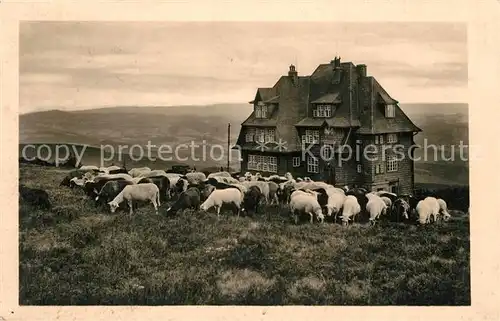 Radhoscht Hotel Radegost Schafherde Radhoscht