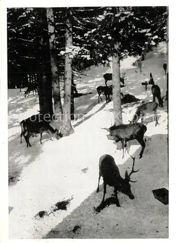 AK / Ansichtskarte Altvatergebirge Hirschfuetterung im Winter Altvatergebirge