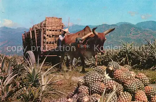 AK / Ansichtskarte Obst Ananas Hualien Taiwan Pineapple Home Fully Laden  