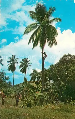 AK / Ansichtskarte Affen Cocotiers des Cayes Port Salut Haiti Kokosnuss 