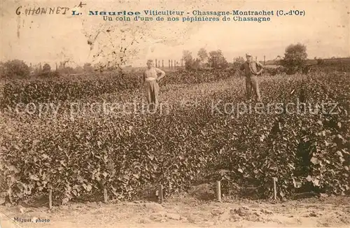 AK / Ansichtskarte Chassagne Montrachet Un coin dune de nos pepinieres de Chassagne Chassagne Montrachet