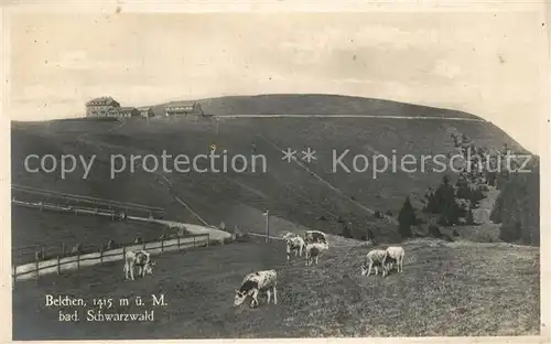 AK / Ansichtskarte Belchen_Baden Viehweiden Kuehe Berggasthof Schwarzwald Belchen_Baden
