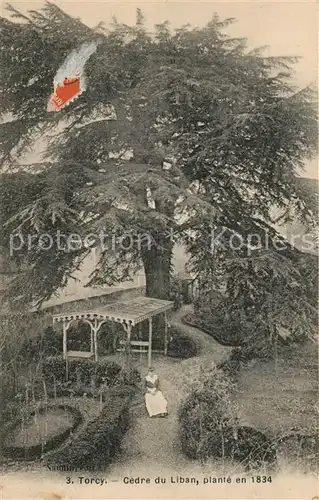 AK / Ansichtskarte Torcy_Seine et Marne Cedre du Liban Torcy Seine et Marne