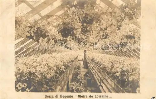 AK / Ansichtskarte Firenze_Toscana Serra di Begonie Gloire de Lorraine Firenze Toscana