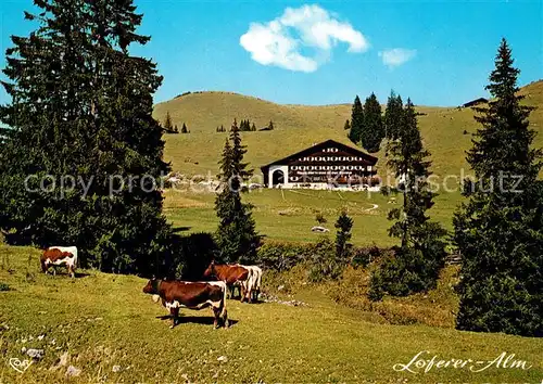 AK / Ansichtskarte Lofer Haus Gertraud in der Sonne Loferer Alm Lofer