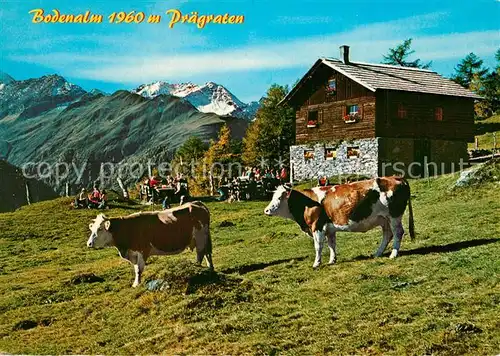 AK / Ansichtskarte Praegraten_Grossvenediger Bodenalm mit Stampfliskopf Almvieh Kuehe Alpenpanorama Praegraten Grossvenediger