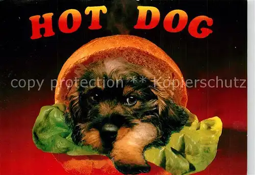 AK / Ansichtskarte Hunde Hot Dog Humor  