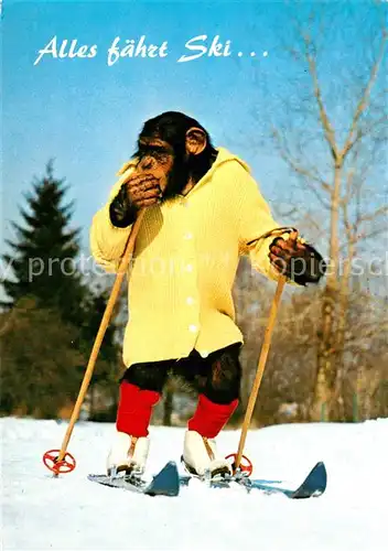 AK / Ansichtskarte Affen Charlie Skifahren 