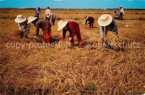 AK / Ansichtskarte Ernte_Landwirtschaft Reis Thai Farmers Harvest Rice  