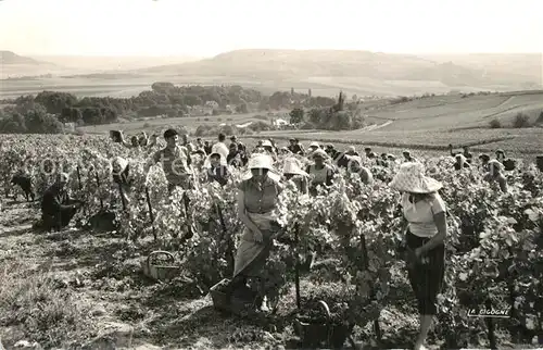 AK / Ansichtskarte Ernte_Landwirtschaft Vendanges en Champagne Cueillette 