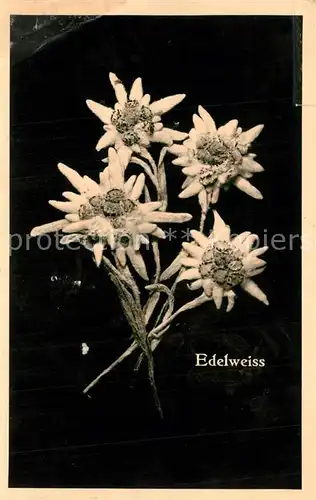 AK / Ansichtskarte Edelweiss  