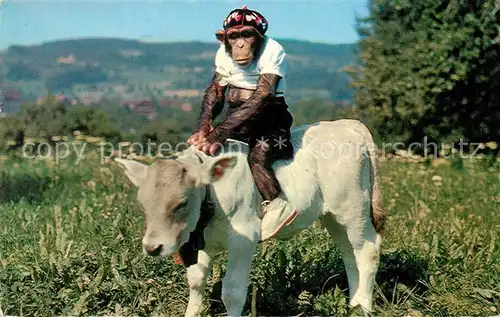 AK / Ansichtskarte Tiere Kalb Affe  