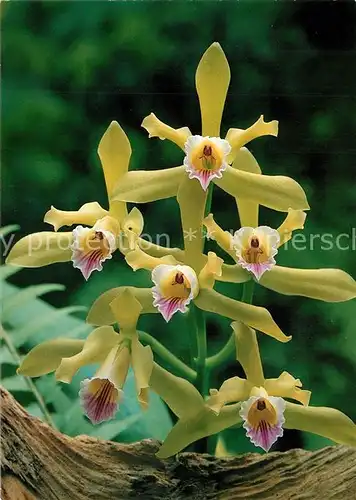 AK / Ansichtskarte Blumen Laelia Xanthina 