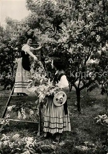AK / Ansichtskarte Trachten_Frankreich Cote d Azur Cueillette du Mimosa  