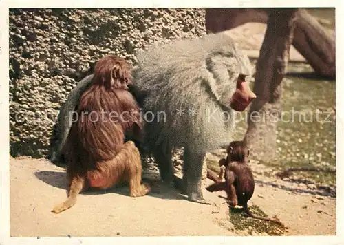 AK / Ansichtskarte Affen Pavianfamilie M?nchen Tierpark Hellabrunn 