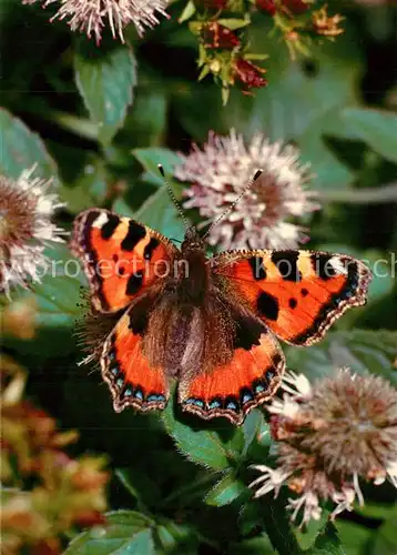 AK / Ansichtskarte Schmetterlinge Papillon Petite Tortue Kleiner Fuchs 