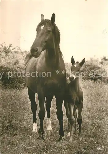AK / Ansichtskarte Pferde Foto Groh Nr. 1125  