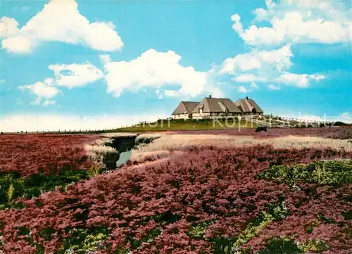 AK / Ansichtskarte Husum_Nordfriesland Bl?hende Hallig Bondestabe und Meerstrandswermut Husum_Nordfriesland