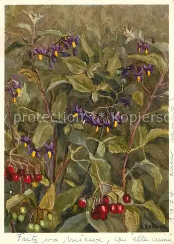 AK / Ansichtskarte Zeltner_C. Solanaceae Bitters?ss 