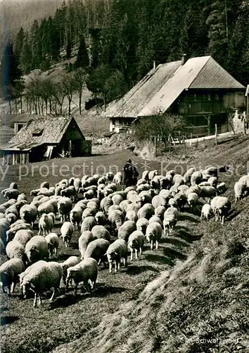 AK / Ansichtskarte Schafe Sch?fer Schwarzwald 
