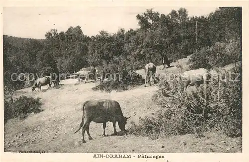 Ain_Draham_Tunesien Paturages Viehweide Kuehe Ain_Draham_Tunesien