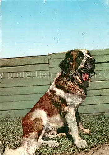 AK / Ansichtskarte Bernhardiner  