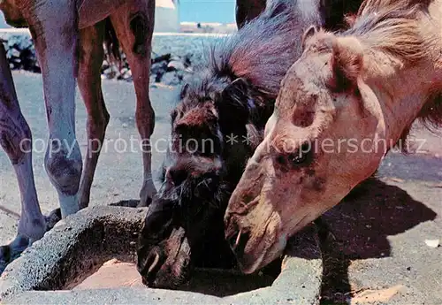 AK / Ansichtskarte Kamele Lanzarote  