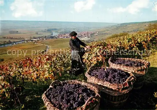 AK / Ansichtskarte Ernte_Landwirtschaft Vendanges sur les Coteaux Weinlese  