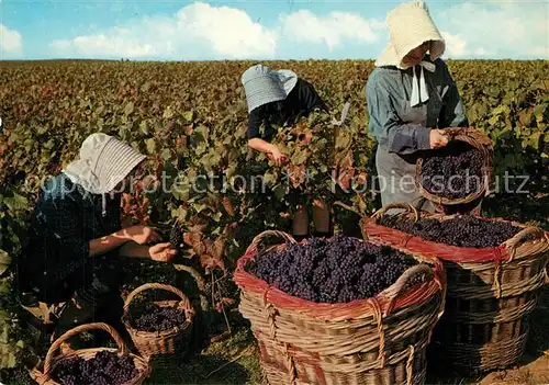AK / Ansichtskarte Ernte_Landwirtschaft Weinlese Paysages Champenois Vendange 