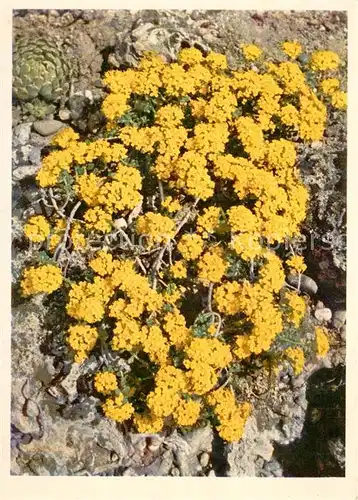 AK / Ansichtskarte Blumen Cruciferae Alpen Steinkraut 