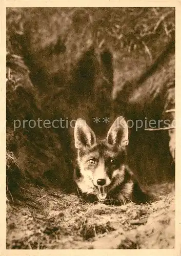 AK / Ansichtskarte Fuchs_Tiere  