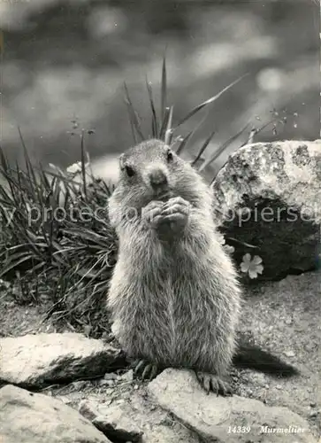 AK / Ansichtskarte Murmeltier  
