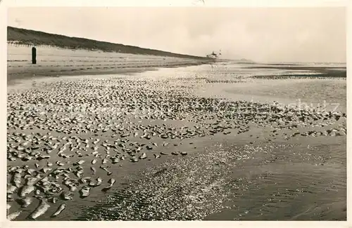 AK / Ansichtskarte Bossen_Antwerpen Verlaten strand  Bossen Antwerpen