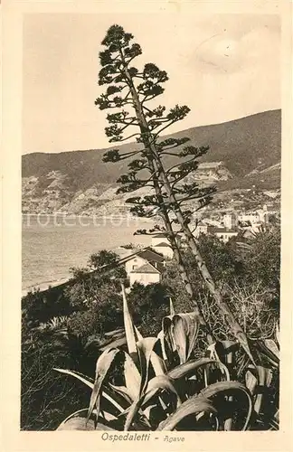 Ospedaletti Agave  Ospedaletti