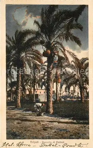 Tripoli_Libyen Raccolta di Datteri Tripoli Libyen
