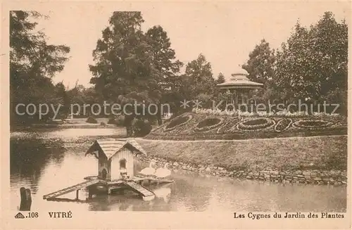 Vitre_d_Ille et Vilaine Les Cygnes du Jardin des Plantes Vitre_d_Ille et Vilaine