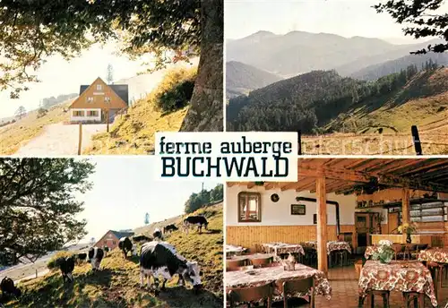 Breitenbach Haut Rhin Ferme Auberge Buchwald Paturage Vosges Breitenbach Haut Rhin