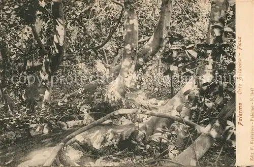 Palermo_Sicilia Orto Botanico Ficus  Palermo_Sicilia