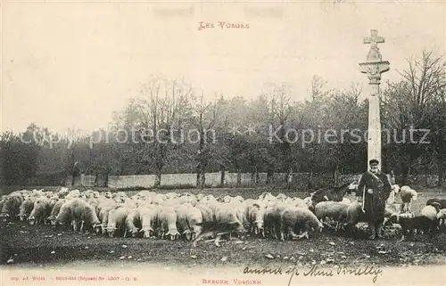 Schafe Berger Vosgien  