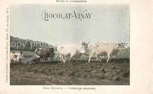Landwirtschaft Ochsen Labourage Nivernais Rosa Bonheur Chocolat Vinay  