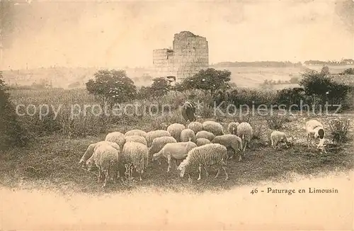 Schafe Paturage en Limousin 