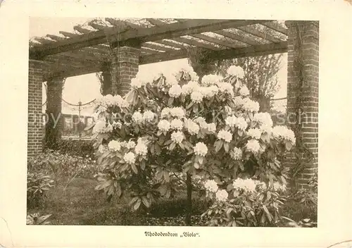 Blumen Rhododendron Viola Lehr und Forschungsanstalt Gartenbau Dahlem Berlin 