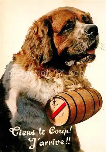 Bernhardiner Chien St Bernard  