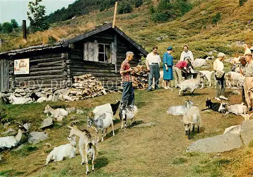 Ziege Norge Fra geitestolen Goats Out Farm 