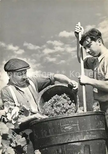 Pfadfinder Schweiz Traubenlese 