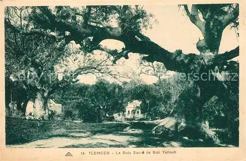 Tlemcen Le Bois Sacre de Sidi Yacoub Tlemcen