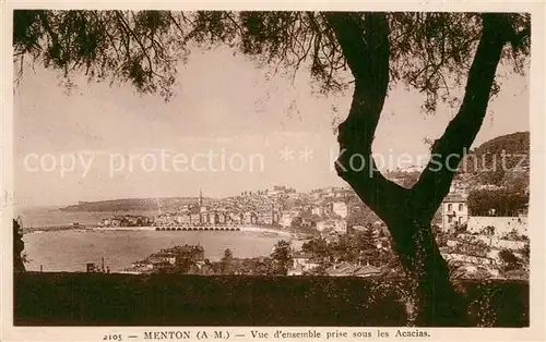 Menton_Alpes_Maritimes Acacias  Menton_Alpes_Maritimes