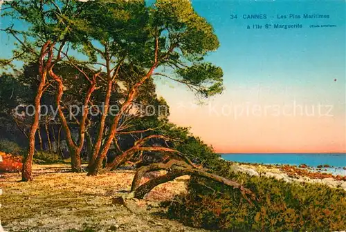 Ile_Sainte Marguerite Les Pins Maritimes Ile_Sainte Marguerite